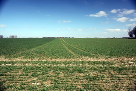 agincourt-secondposition