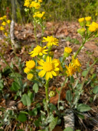 jim_brighton_WoollyRagwort.CreekRd.042013