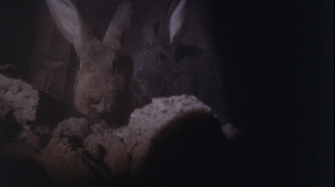 nightofthelepus6
