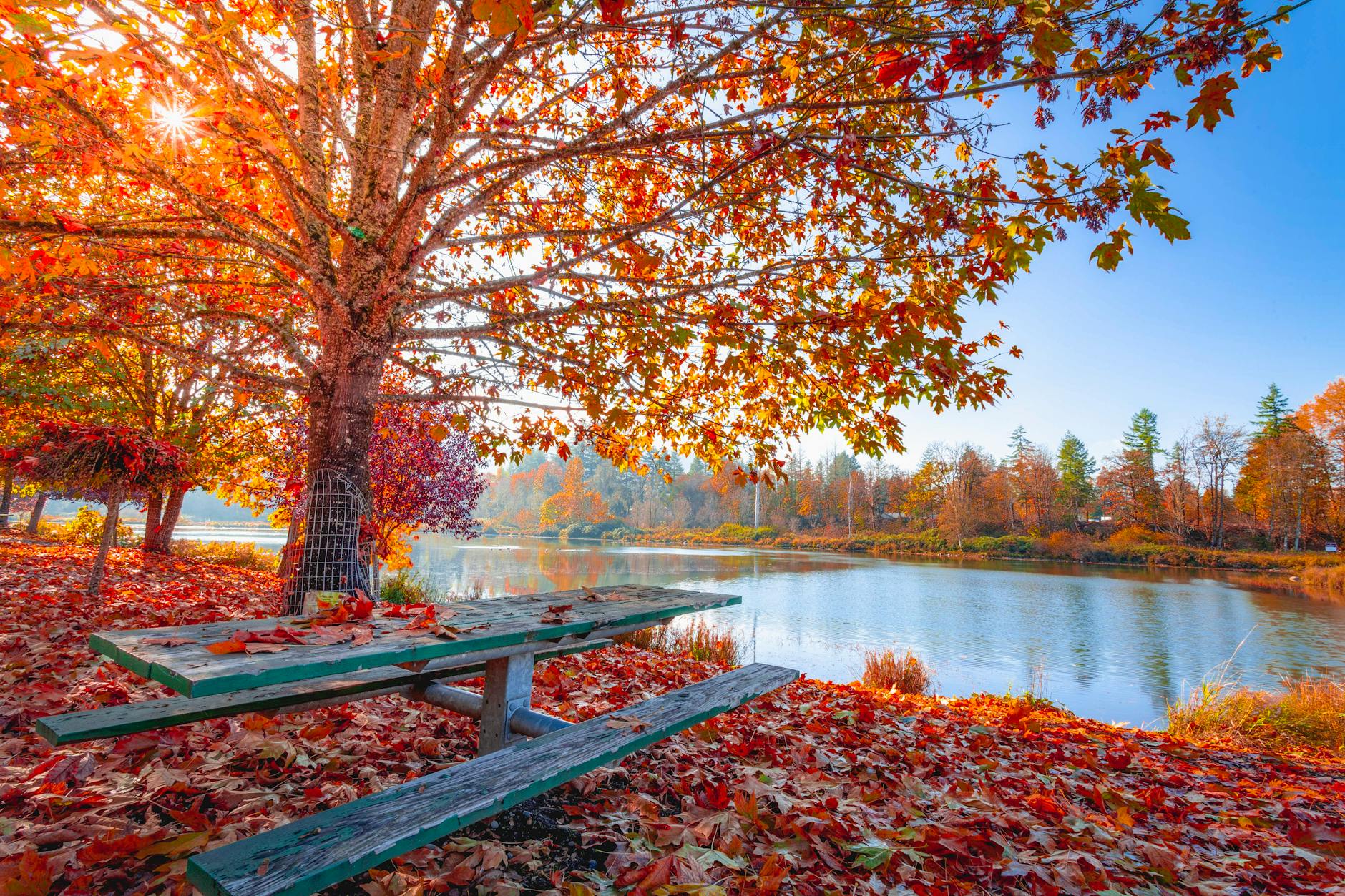 red and orange autumn leaves on the ground and on trees beside body of water
